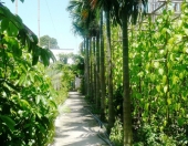 Eighteen hamlets of Betel Garden in Hoc Mon district, Ho Chi Minh city (Saigon)